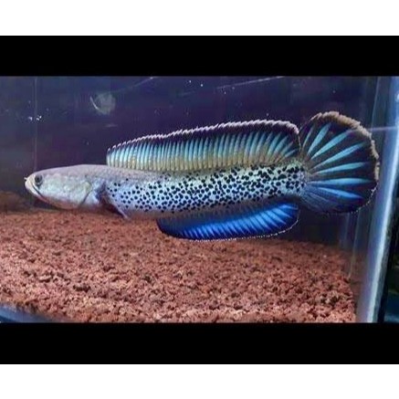 Ikan channa stewarti karbialong indukan premium grade A full dot dan gondrong