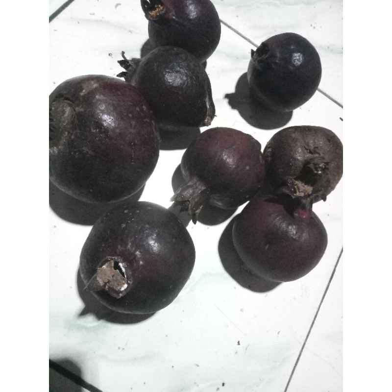 

BUAH DELIMA HITAM LANGKA