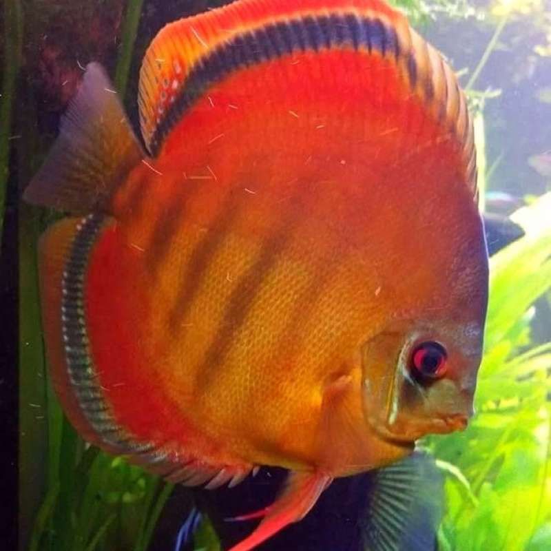 Styroafom Discus San merah SM  hiasan cantik