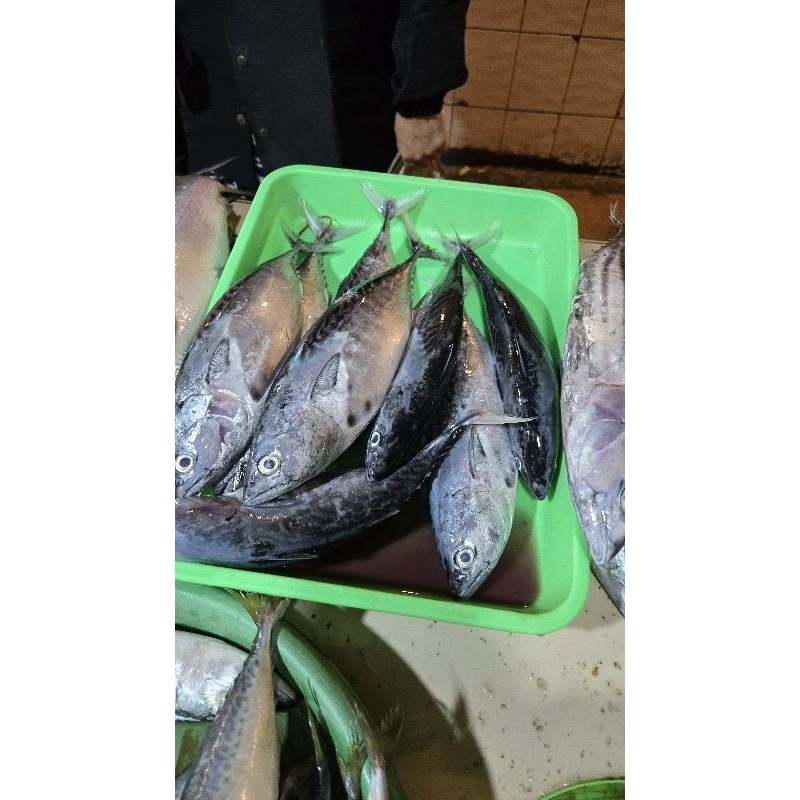 TongkolLisongFresh