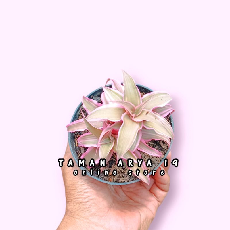 Tanaman hias bromelia triptantus pink mini