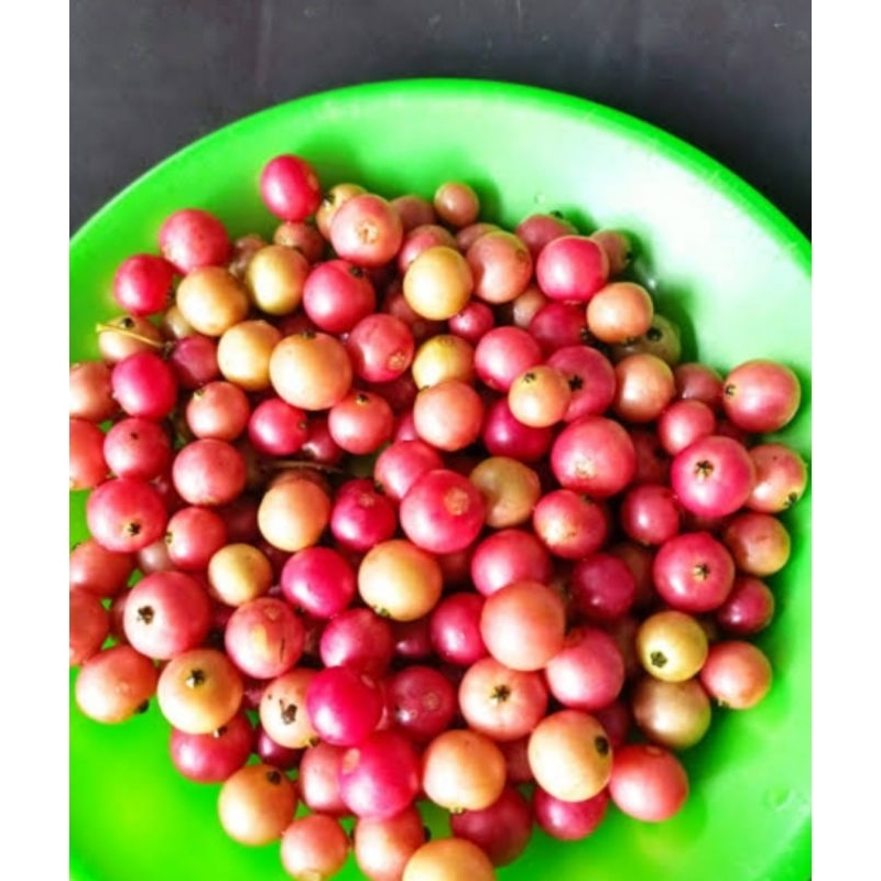 

Buah Kersen/Buah Tolak 100gram DiPetik Saat Ada yang Pesan