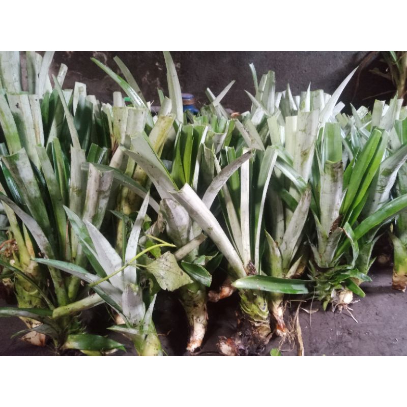 bibit nanas jumbo tanpa duri 10 batang