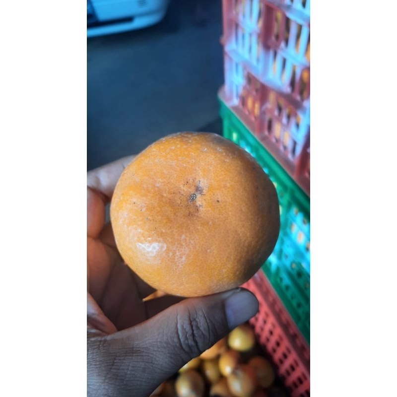

Jeruk Siam Madu Malang 23.000/1Kg Super Besar Manis