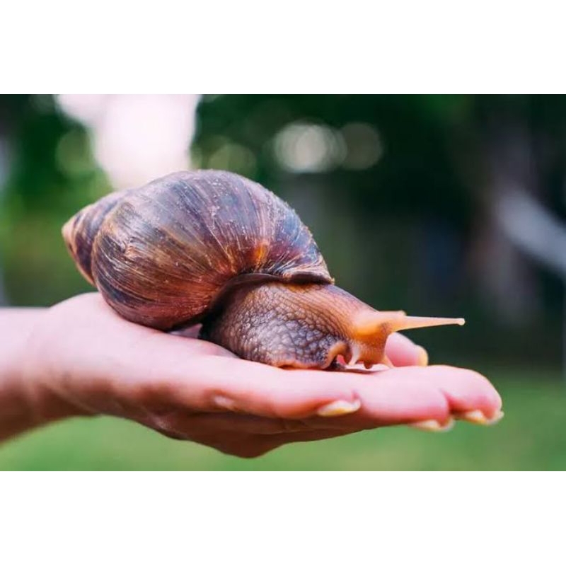 BEKICOT JUMBO HIDUP ISI 10bj MURAH