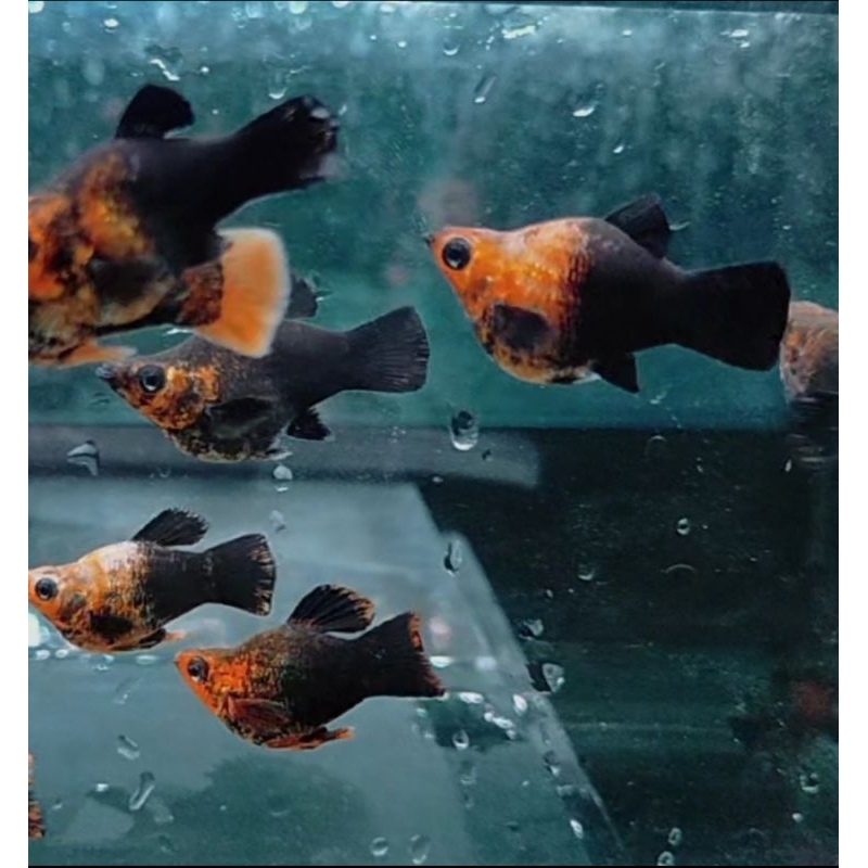stiker molly balon golden black rountail / hiasan akuarium/kebutuhan akuarium/aksesoris akuarium
