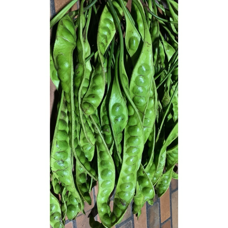 

Buah Pete (1 ikat isi 10 papan/lonjor)