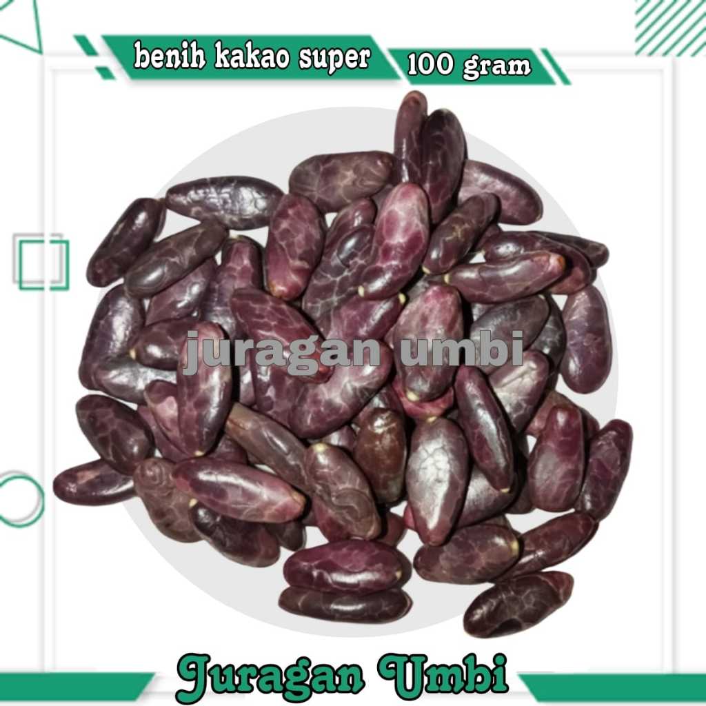 Biji Benih Kakao Super Siap Semai 100 Gram