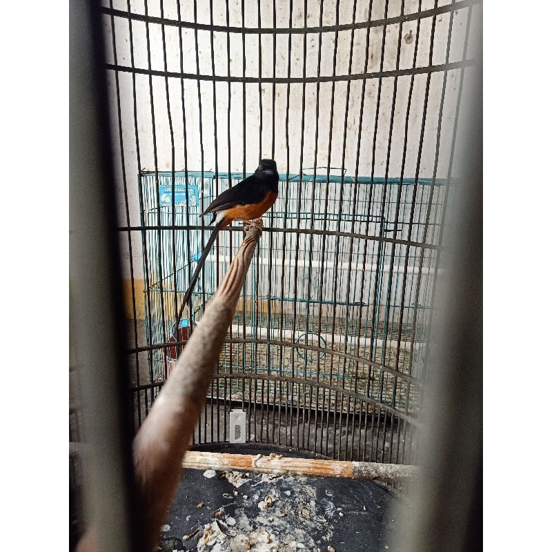 kicauan murai batu ternakan pastol