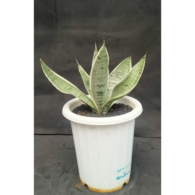 Sansevieria Silver Twisty