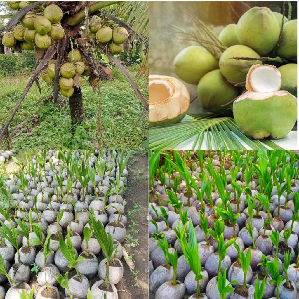 Bibit Kelapa Hijau Hibrida Pendek, Bibit Kelapa Hibrida Hijau Pendek, Bibit Kelapa Hibrida Bersertif