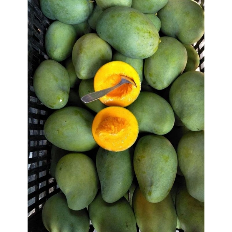 

Mangga mateng