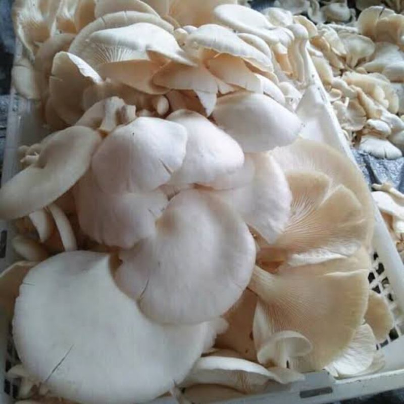 

Jamur Tiram Segar 1kg