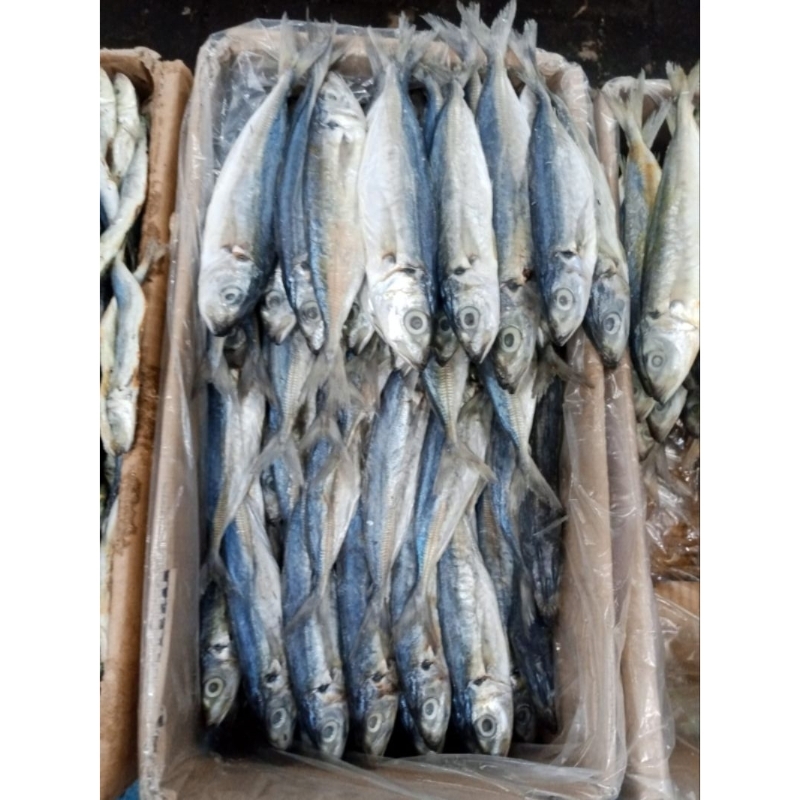 

IKAN ASIN KLOTOK/LAYANG PERKAK KERING UKURAN BESAR ISI 15-17 EKOR/KG