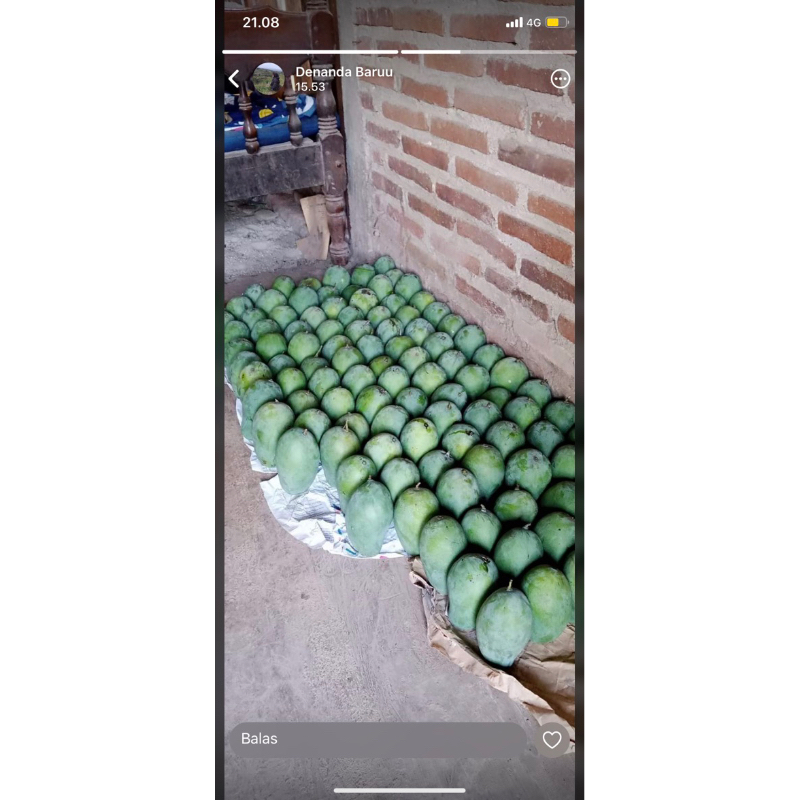 

MANGGA GADUNG ASLI KAMPUNG