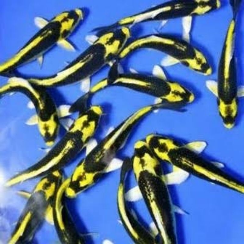 ikan koi kumpay/metalik slayer air tawar