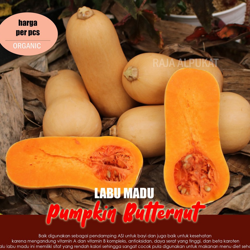 

Grosir Belanja Pumpkin Butternut Eksotis Butternut Squash Labu Madu Per Pcs MINI
