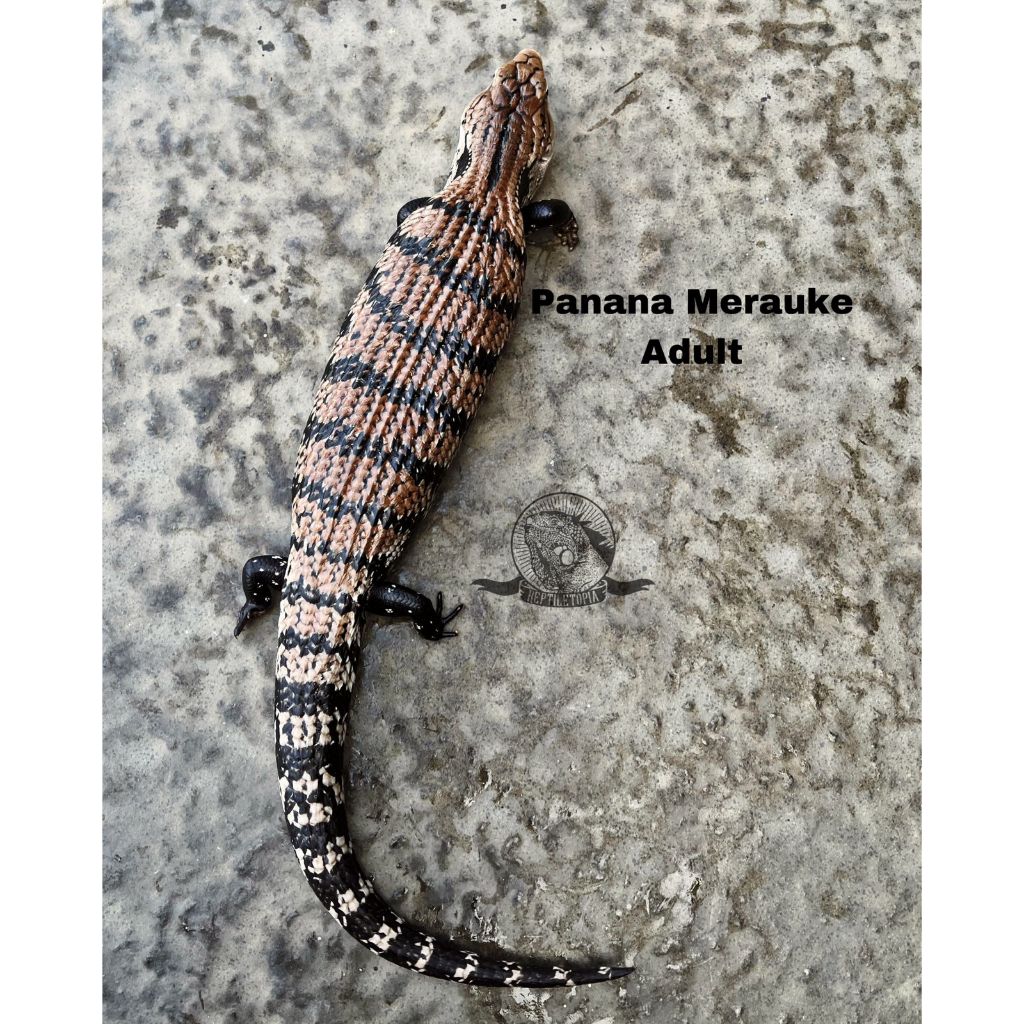 Panana Merauke JUMBO Adult - Blue Tongue Skink | bukan tegu iguana gecko green albino bearded dragon