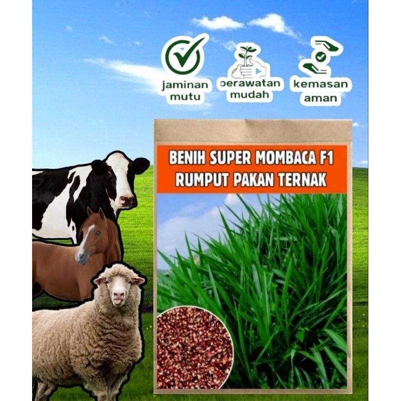 Terbaru 4KG Benih Rumput Super Mombaca F1 Rumput Hidup Premium Benih Rumput Mombaca