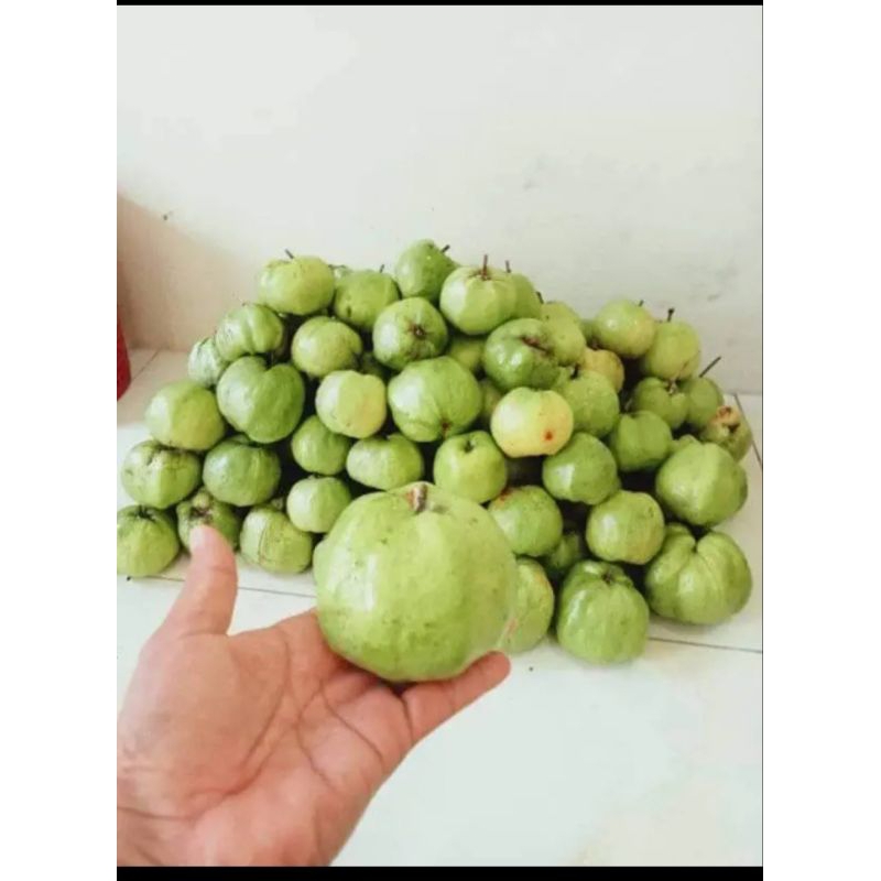 

jambu kristal