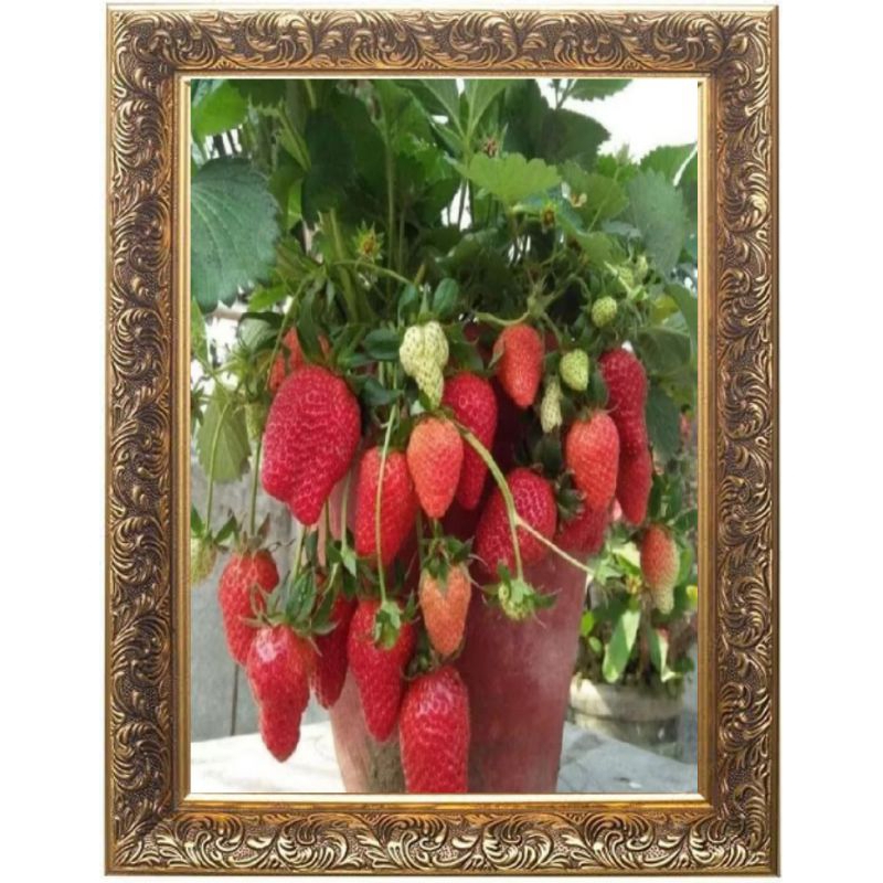 

strawberry mencir sudah berbuah / berbunga