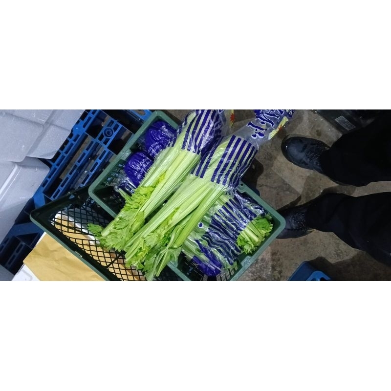 

RB Celery Stick Import - Seledri Batang - per KRAT 10KG