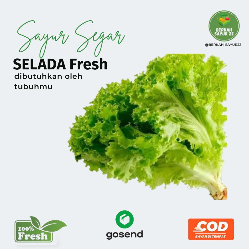 

BERKAH_SAYUR22,Selada Segar