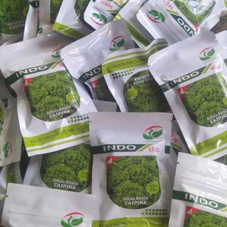 Benih Selada Batavia Caipira Kemasan 500 Pils Asli Original Pabrik / Benih Selada Caipira indo seed
