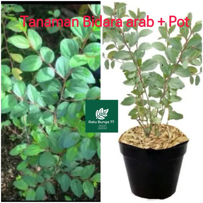 Tanaman bidara arab + pot
