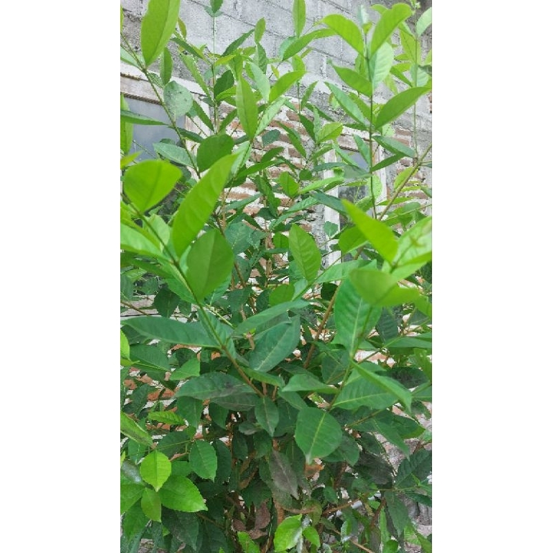 

daun salam 1 pack