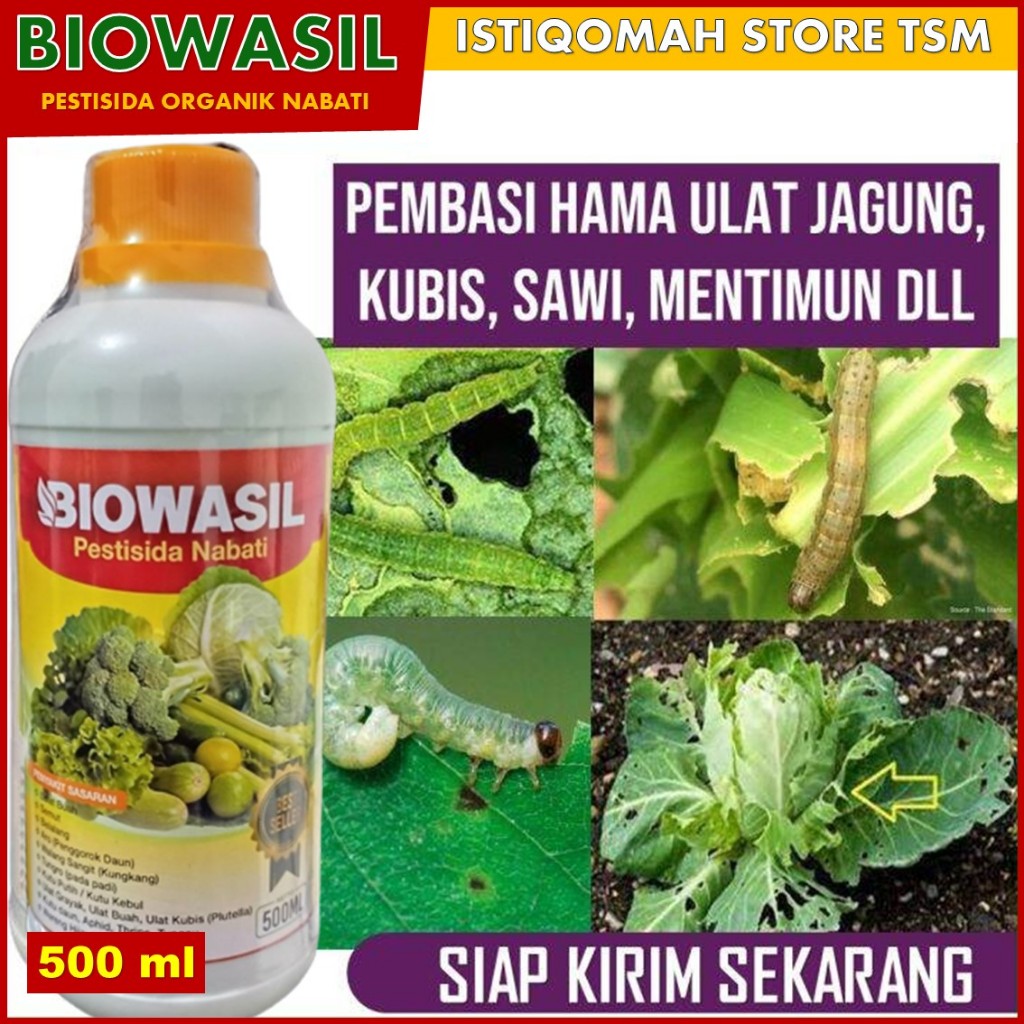 BIOWASIL PESTISIDA PALING LARIS Atasi HAMA ULAT JAGUNG, KUBIS, SAWI, MENTIMUN Obat Hama Ulat Jagung 