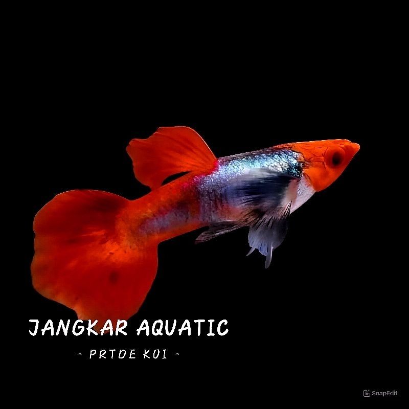 Obat ikan guppy - PRTDE KOI