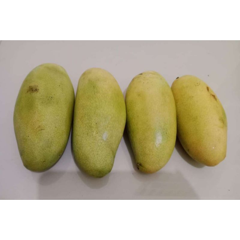 

Mangga Golek 1 kg