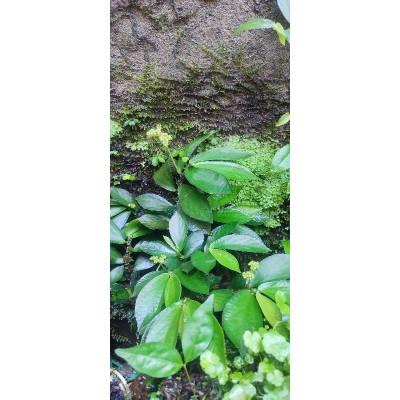 elatostema platyphyllum tanaman paludarium vivarium Terarrium