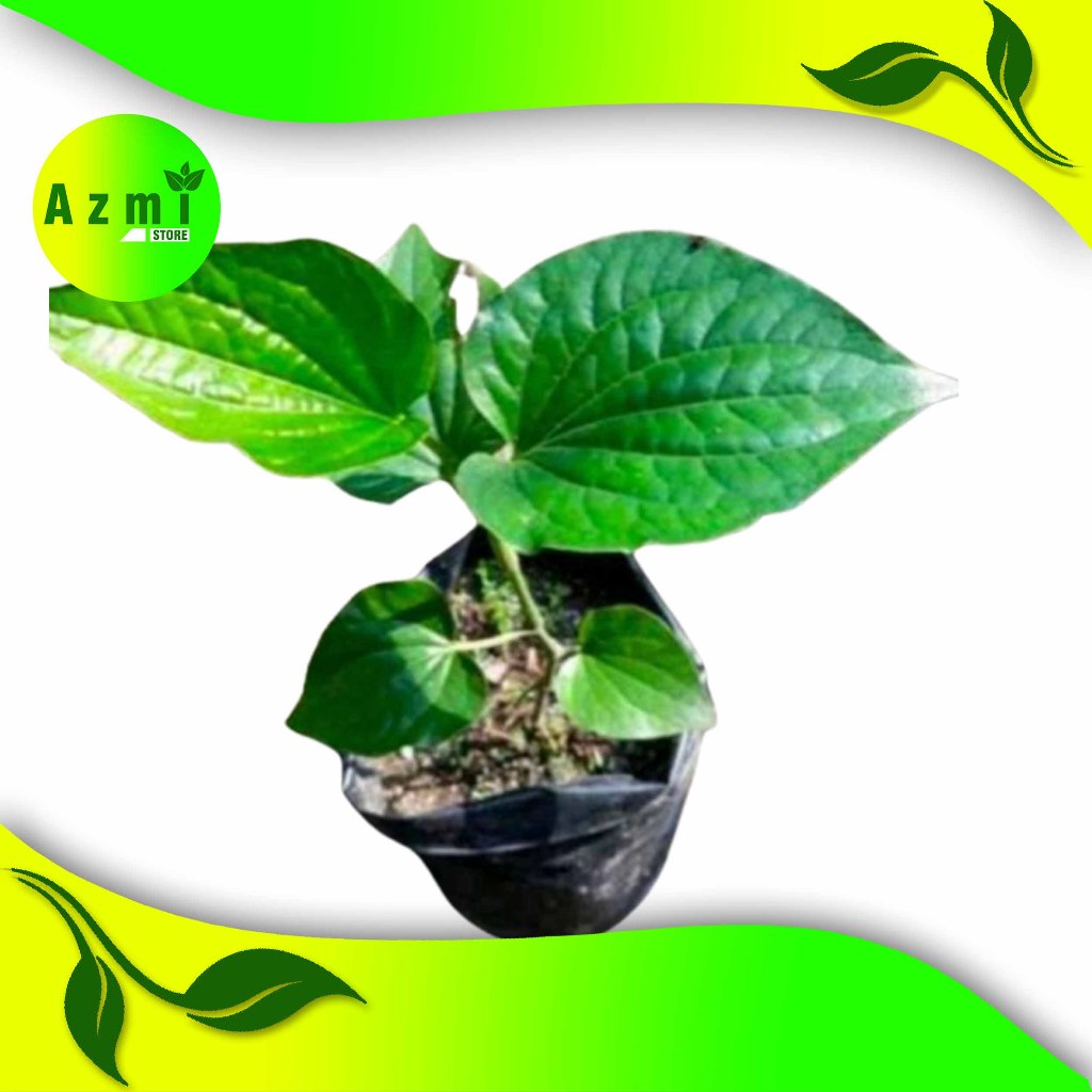 bibit kemukus super setek batang