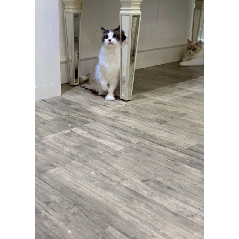 lepas adopt kucing ras pur ragdoll cat