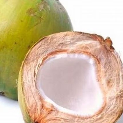 

Kelapa Hijau Muda Utuh/Degan Hijau Asli