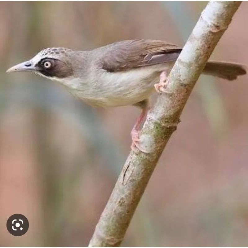 Burung opyor PT pilihn jantan istimewa