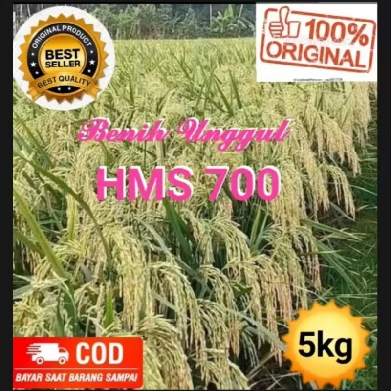 bibit padi unggul HMS 700 kemasan 5Kg