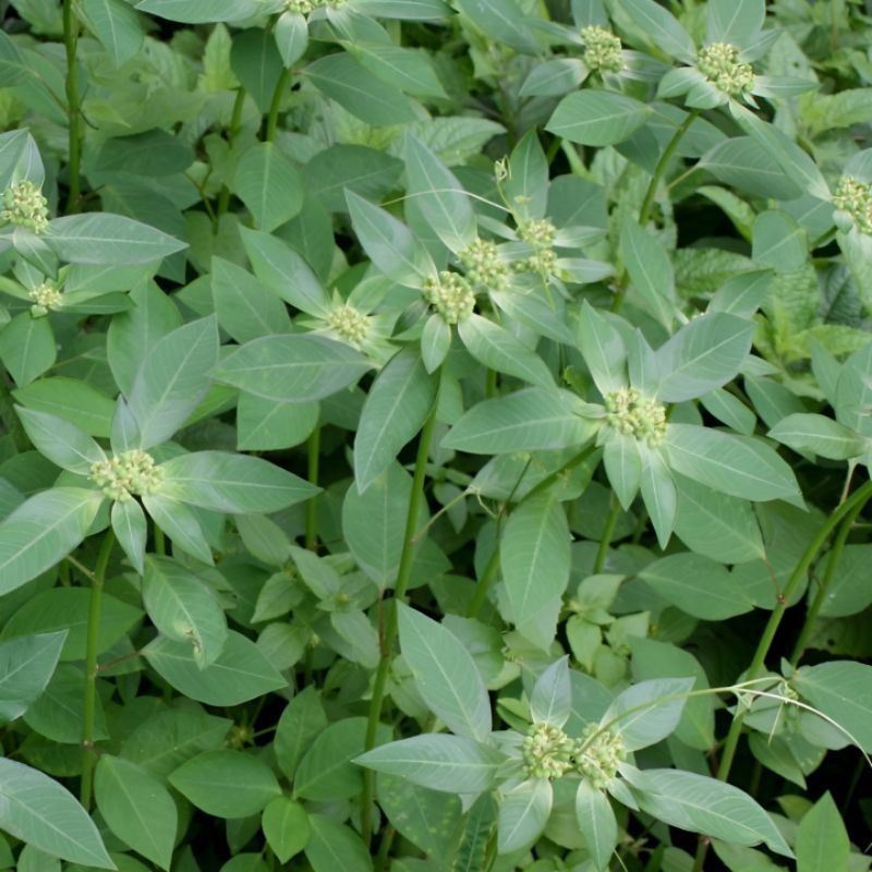 

daun katemas segar1kg