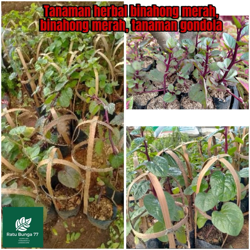 Tanaman herbal binahong merah,binahong merah, Tanaman Gondola