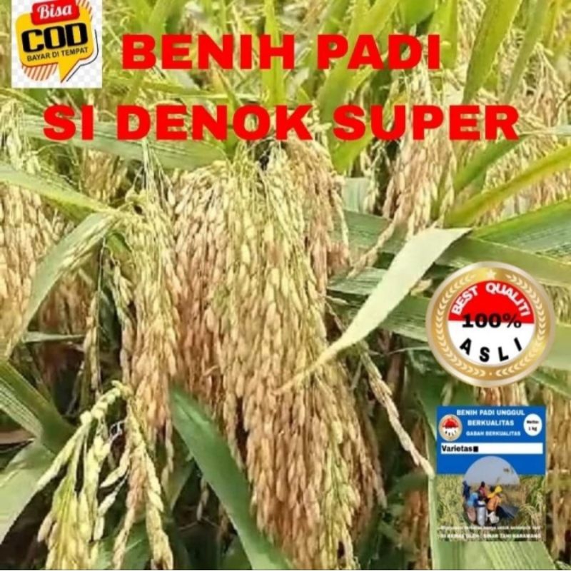 BENIH PADI UNGGUL SI DENOK 10KG
