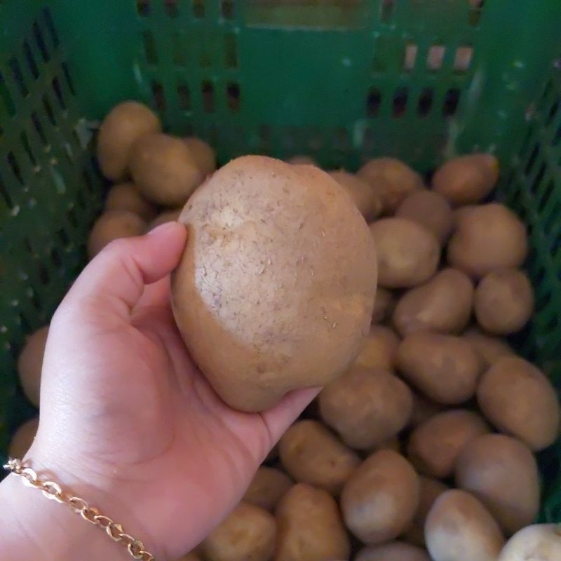 

KENTANG ASLI PANEN SENDIRI DARI KEBUN LANGSUNG