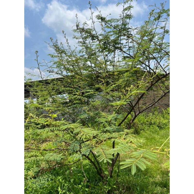 

daun putri malu kering ( 50 gram ) jukut riut herbal kejantanan pria lemah sahwat dan diabetes