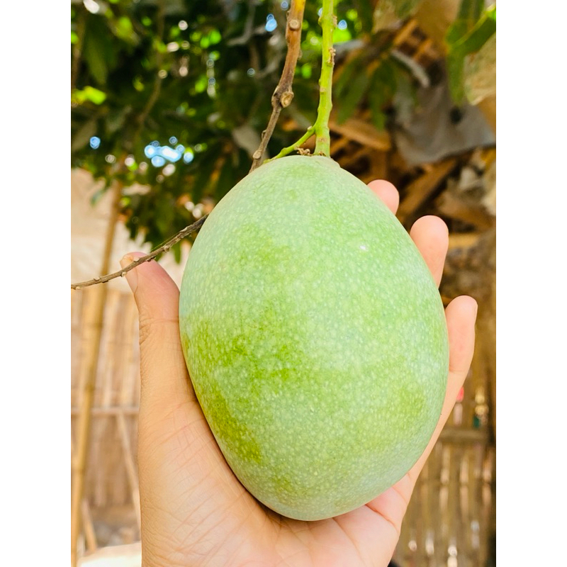 

Mangga harumanis/mangga madu