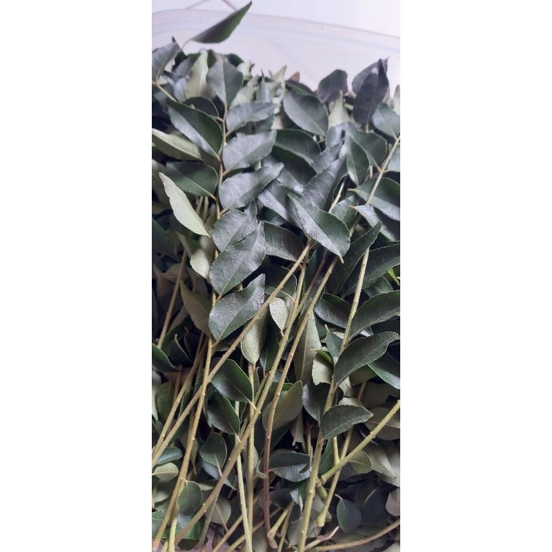 

Daun Kari/salam koja/ daun temuruy Perhelai