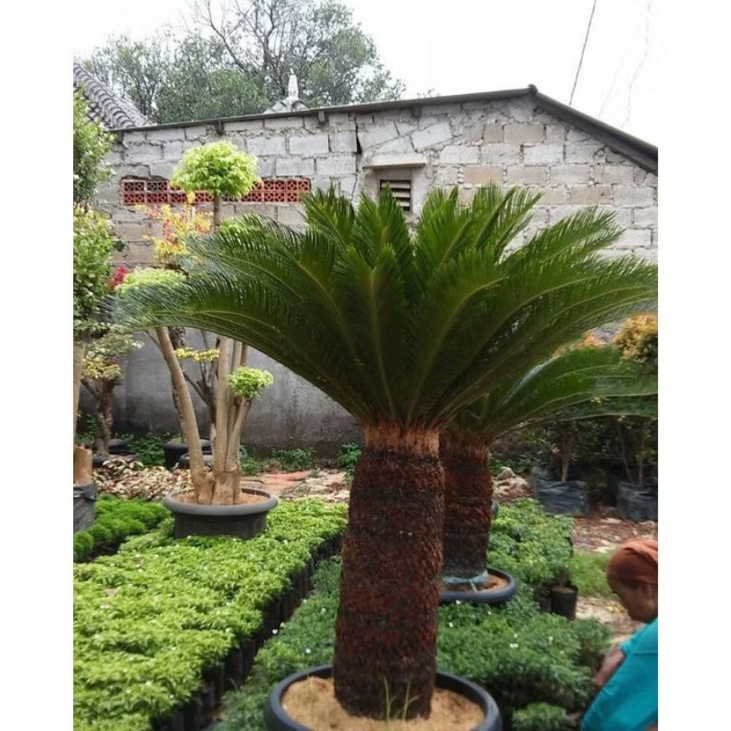 Tanaman palem sikas uk dewasa jumbo+Daun rimbun