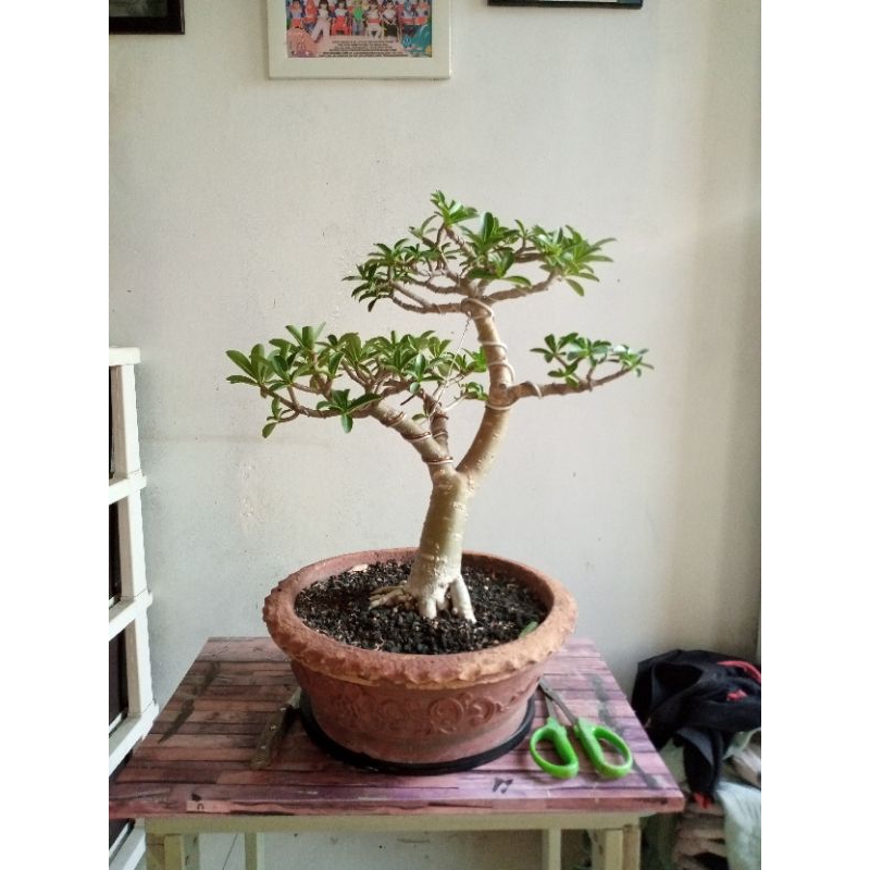 Tanaman Adenium Thaisoco hybrid