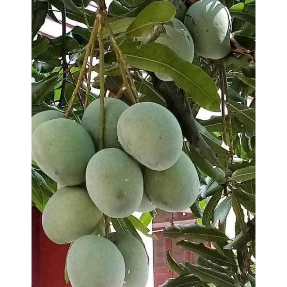 

Mangga manalagi madu 1 kg khas jepara mentah cocok untuk berbagai rujak lalapan dan cemilan