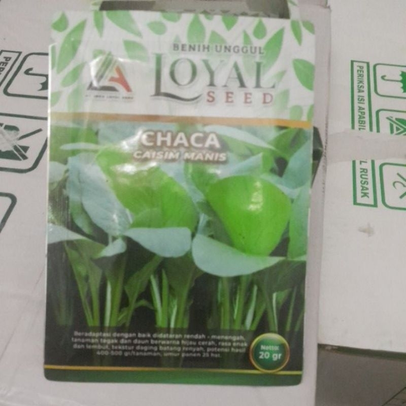 

Caisim Manis Chaca